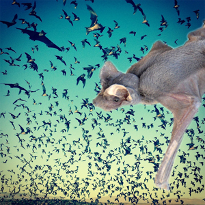 Bats in flight